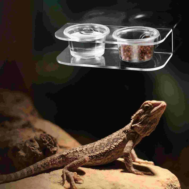 Premium Acrylic Pet Feeder Reptile Feeding Cups Gecko Food Bowls Animal Feeding Supplies Reptile Watering Dishes For Brodster Market